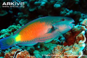 Image by David Fleetham. Taken from Arkive websire; http://www.arkive.org/daisy-parrotfish/chlorurus-sordidus/image-G123641.html