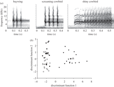 Figure 2. (a) Sonograms, showing sound structure, of begging calls of host and parasite fledglings and (b) Plots from discriminant function analysis show baywing (open circles) and screaming cowbird (closed circles) sound similar to each other while shiny cowbird (triangles) calls sound different. Figure from Gloag & Kacelnik, 2013.
